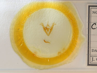 slide view of adult Celiptera frustulum