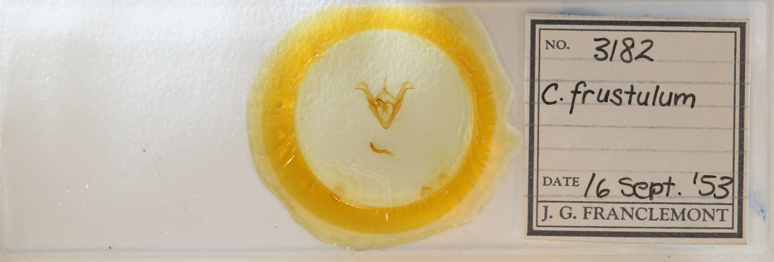 slide view of adult Celiptera frustulum