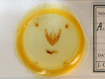 slide view of adult Acronicta hasta