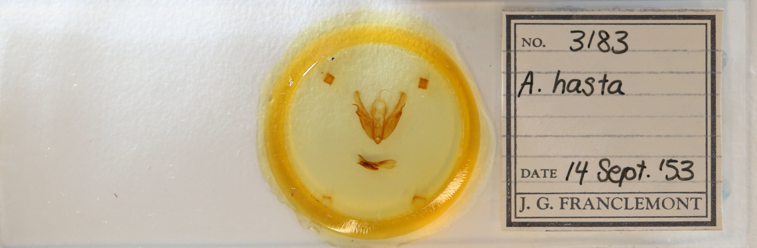 slide view of adult Acronicta hasta