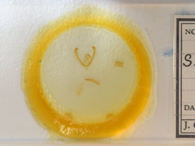 slide view of adult Schinia thoreaui