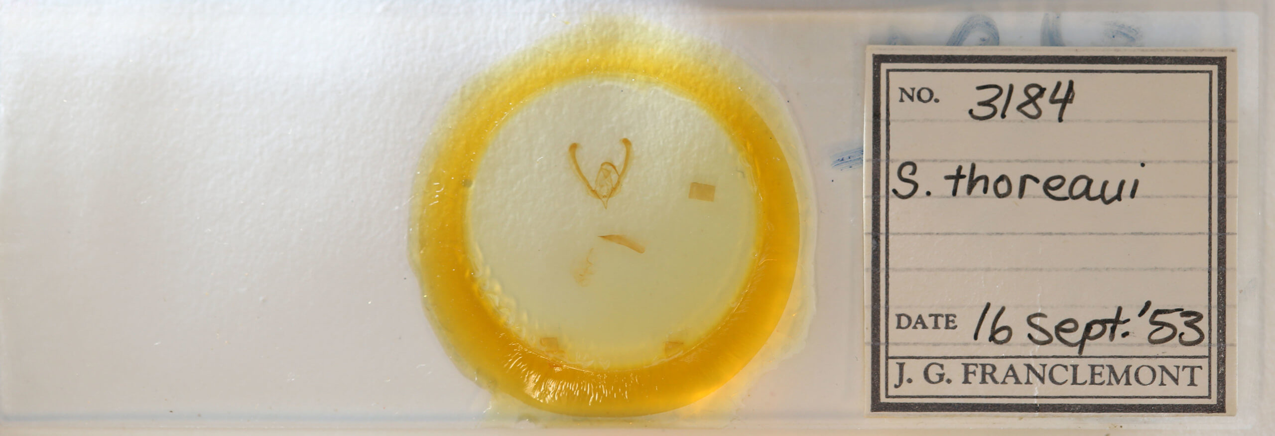 slide view of adult Schinia thoreaui