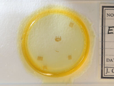 slide view of adult Exelis pyrolaria