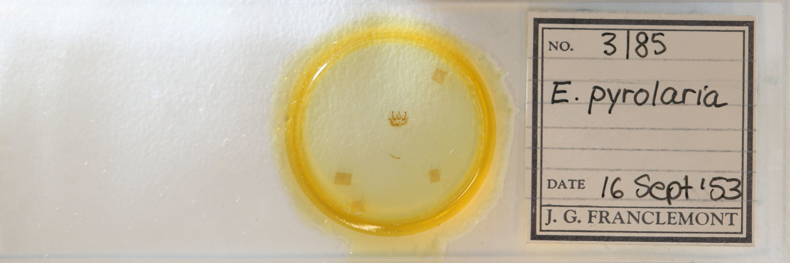 slide view of adult Exelis pyrolaria