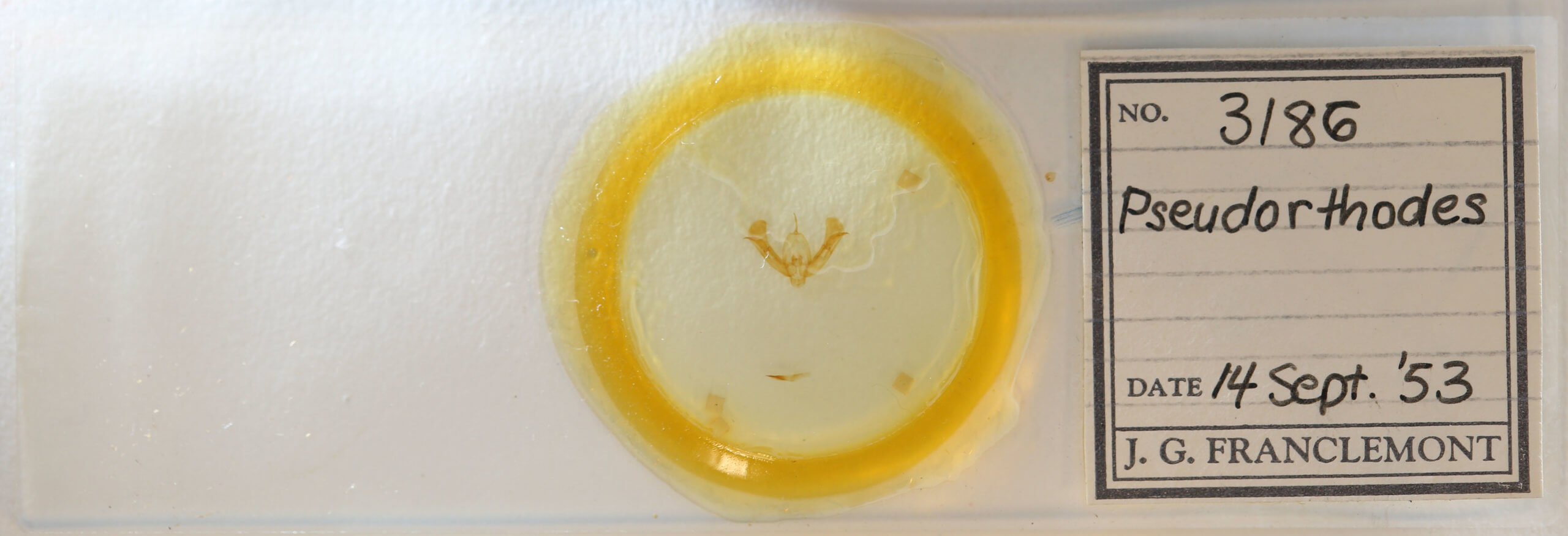 slide view of adult Pseudorthodes