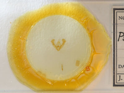 slide view of adult Pseudorthodes