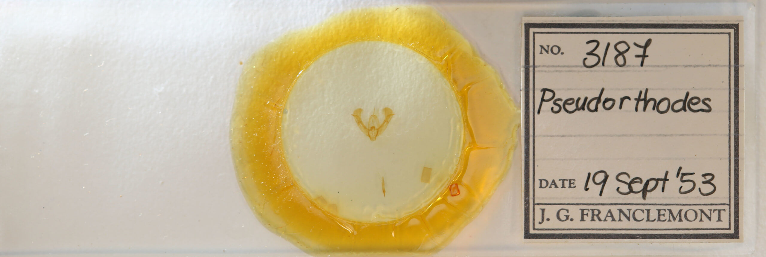 slide view of adult Pseudorthodes