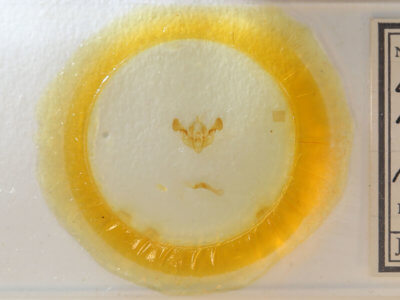 slide view of adult Mesapamea fractilinea