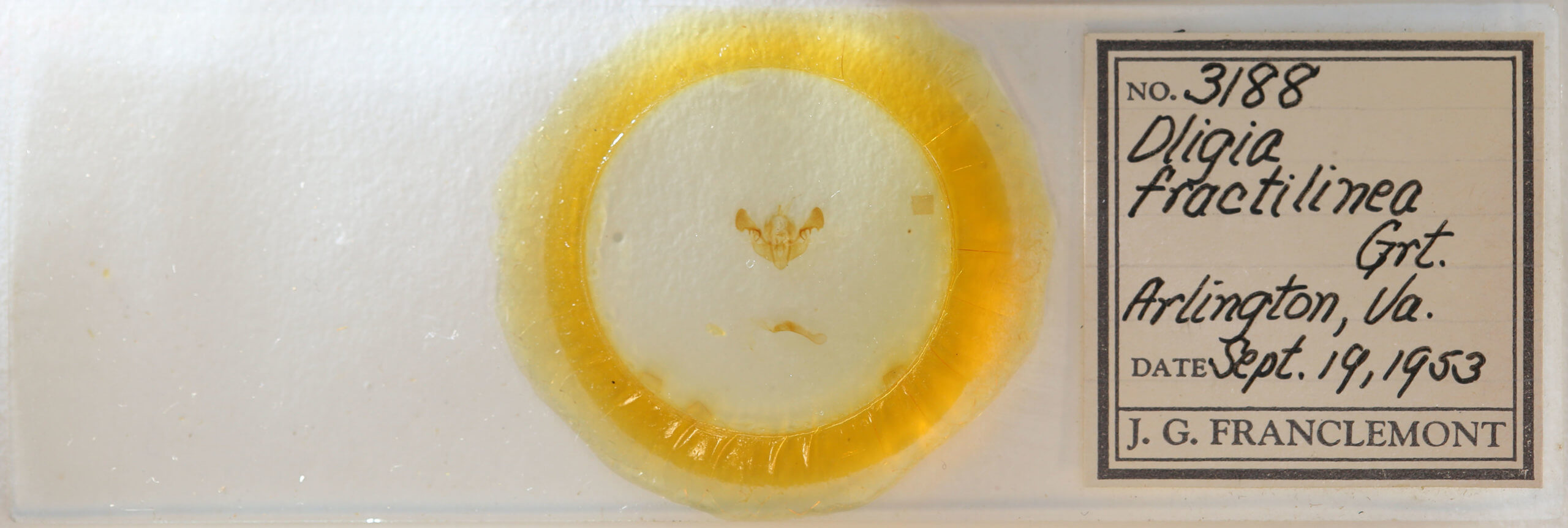 slide view of adult Mesapamea fractilinea