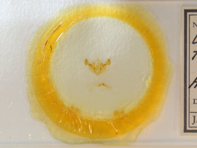 slide view of adult Mesapamea fractilinea