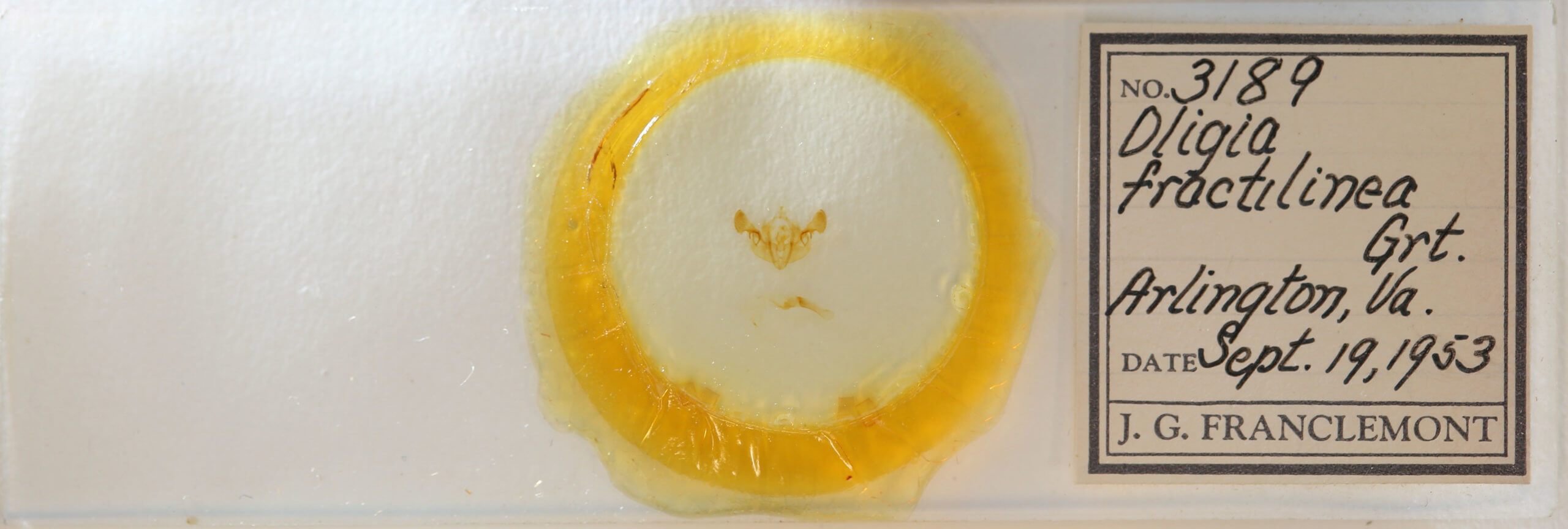 slide view of adult Mesapamea fractilinea