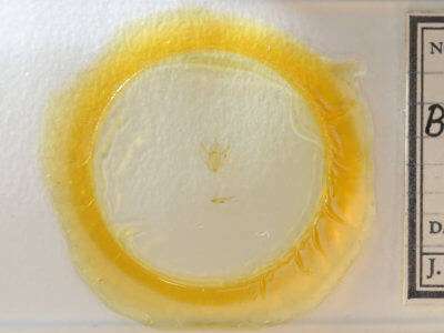 slide view of adult Besma quercivoraria