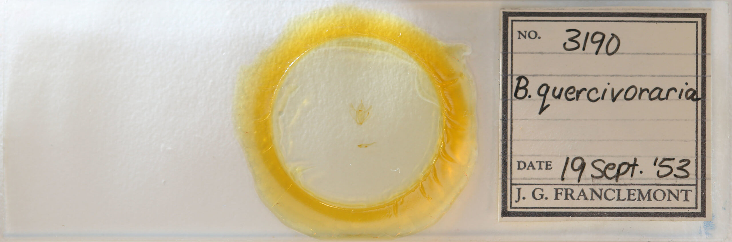 slide view of adult Besma quercivoraria