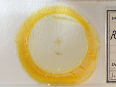 slide view of adult Renia nemoralis