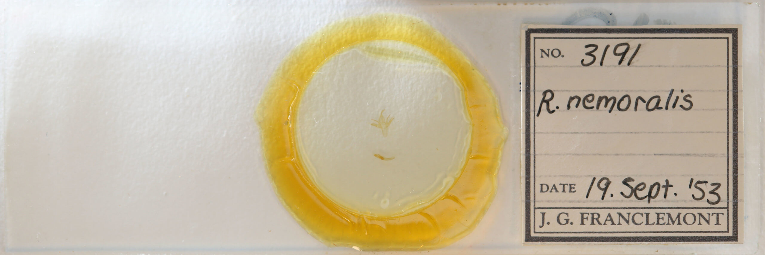 slide view of adult Renia nemoralis