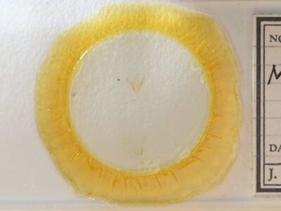 slide view of adult Metalectra tantillus