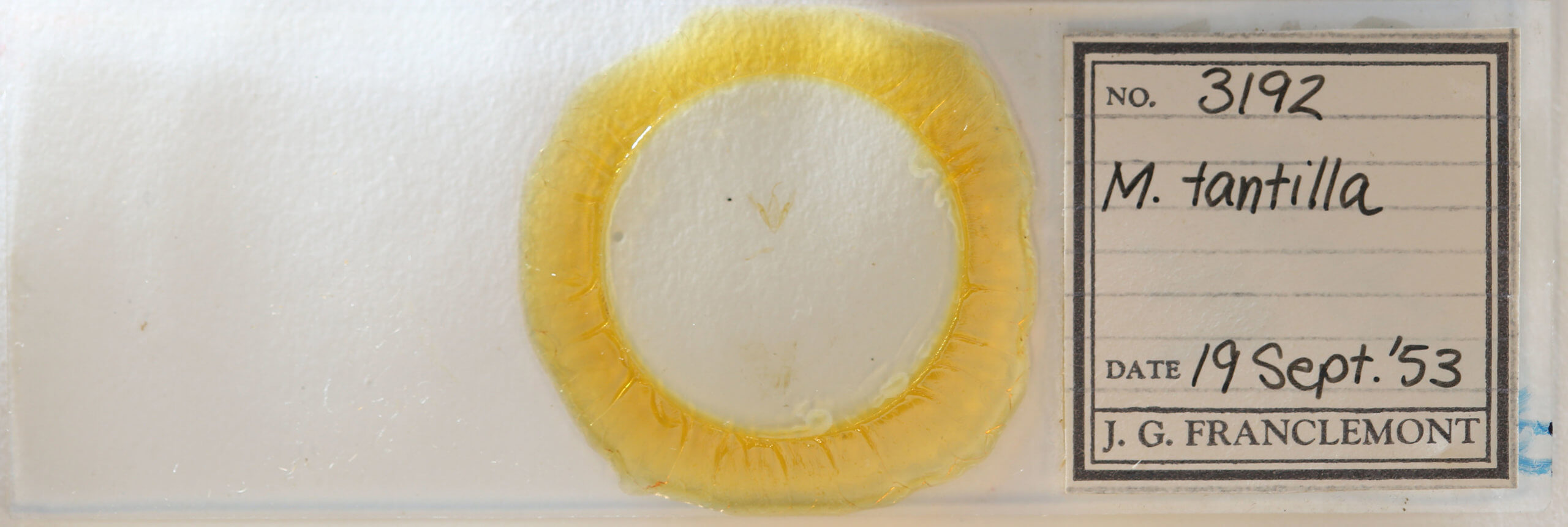 slide view of adult Metalectra tantillus