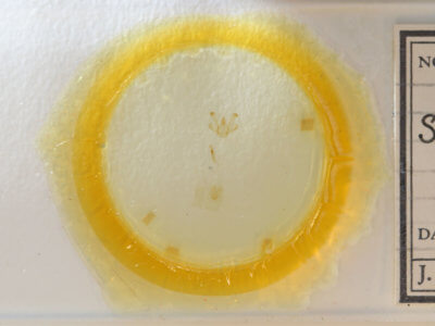 slide view of adult Macaria granitata