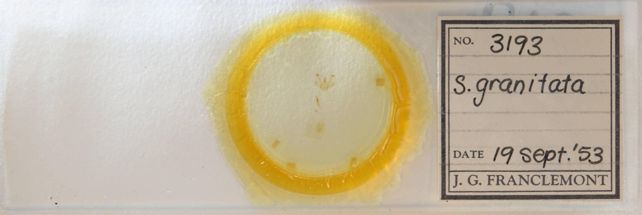 slide view of adult Macaria granitata