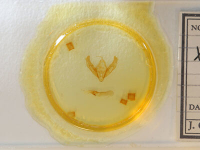 slide view of adult Xestia smithii