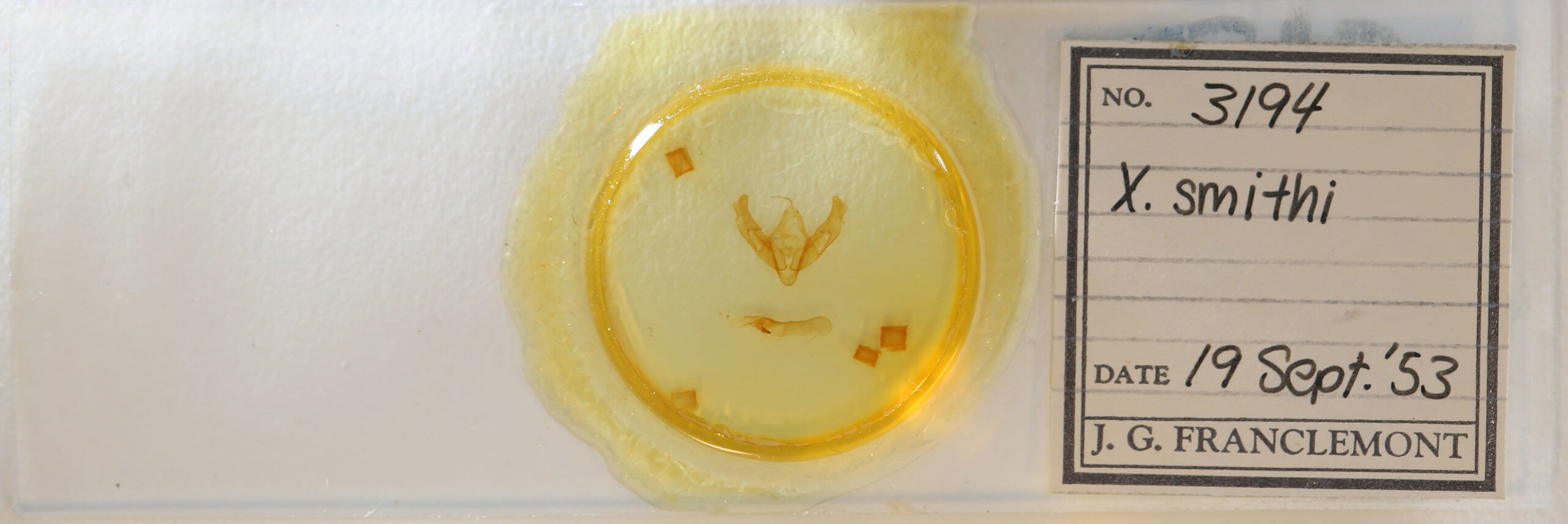 slide view of adult Xestia smithii