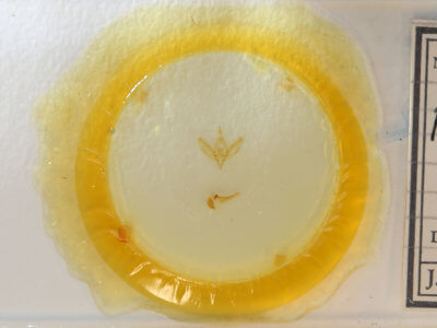 slide view of adult Plagiomimicus pityochromus