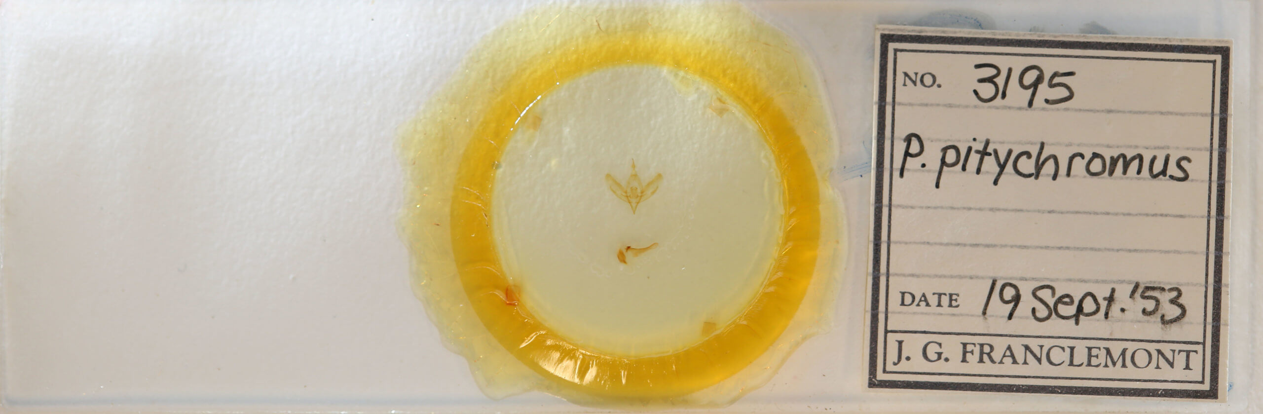 slide view of adult Plagiomimicus pityochromus