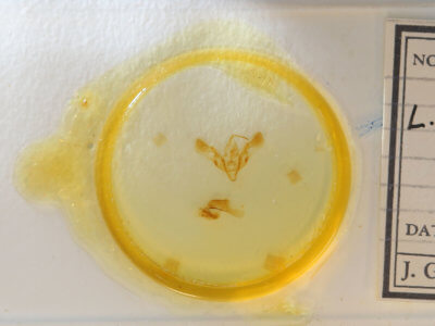 slide view of adult Dichagyris proclivis