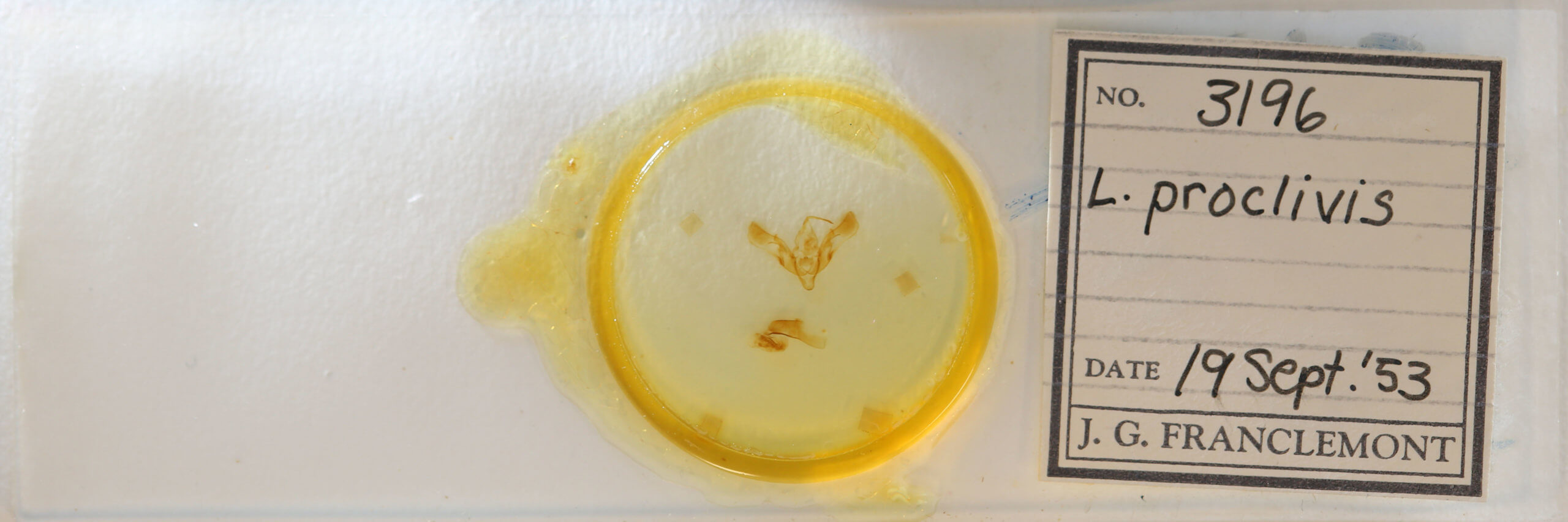 slide view of adult Dichagyris proclivis