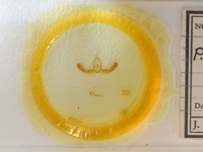 slide view of adult Condica sutor