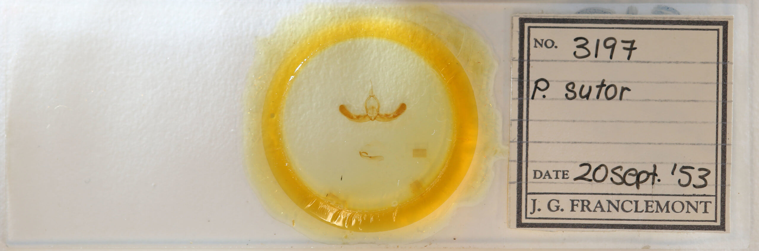 slide view of adult Condica sutor