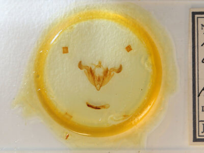 slide view of adult Trichordestra legitima