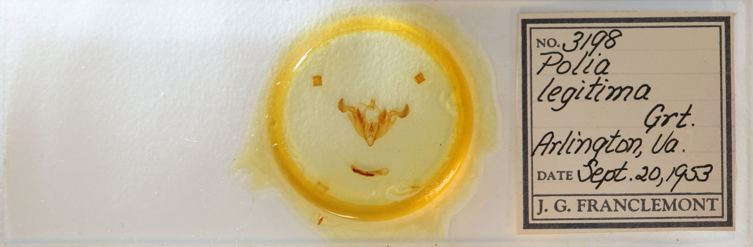 slide view of adult Trichordestra legitima