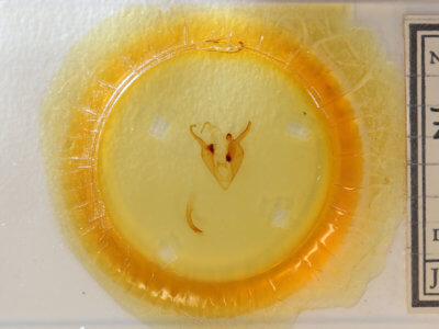 slide view of adult Zale n. sp. 1