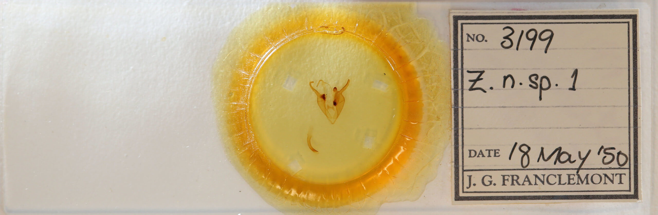 slide view of adult Zale n. sp. 1