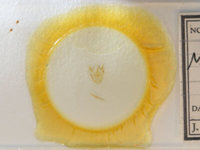 slide view of adult Melanolophia canadaria