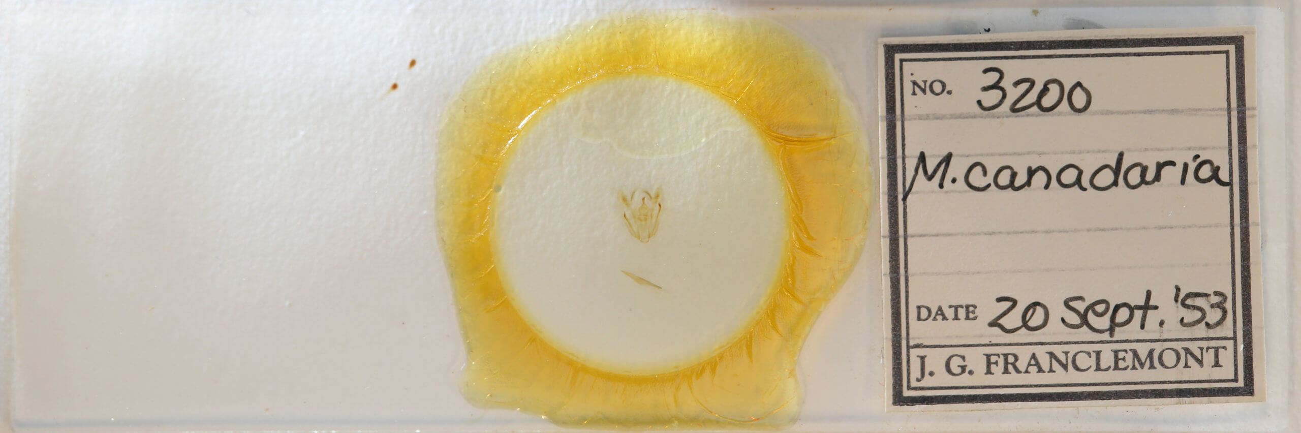 slide view of adult Melanolophia canadaria