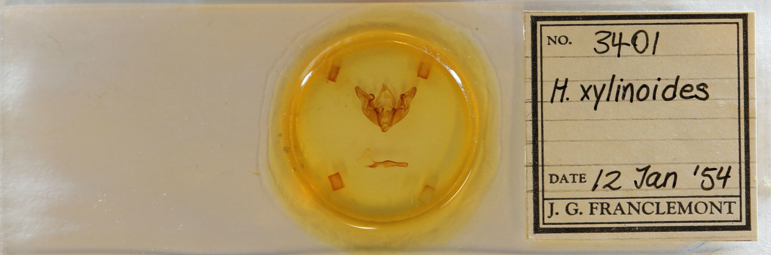 slide view of adult Hyppa xylinoides