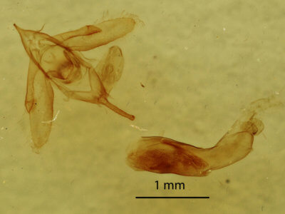 genitalia view of adult Idia rotundalis