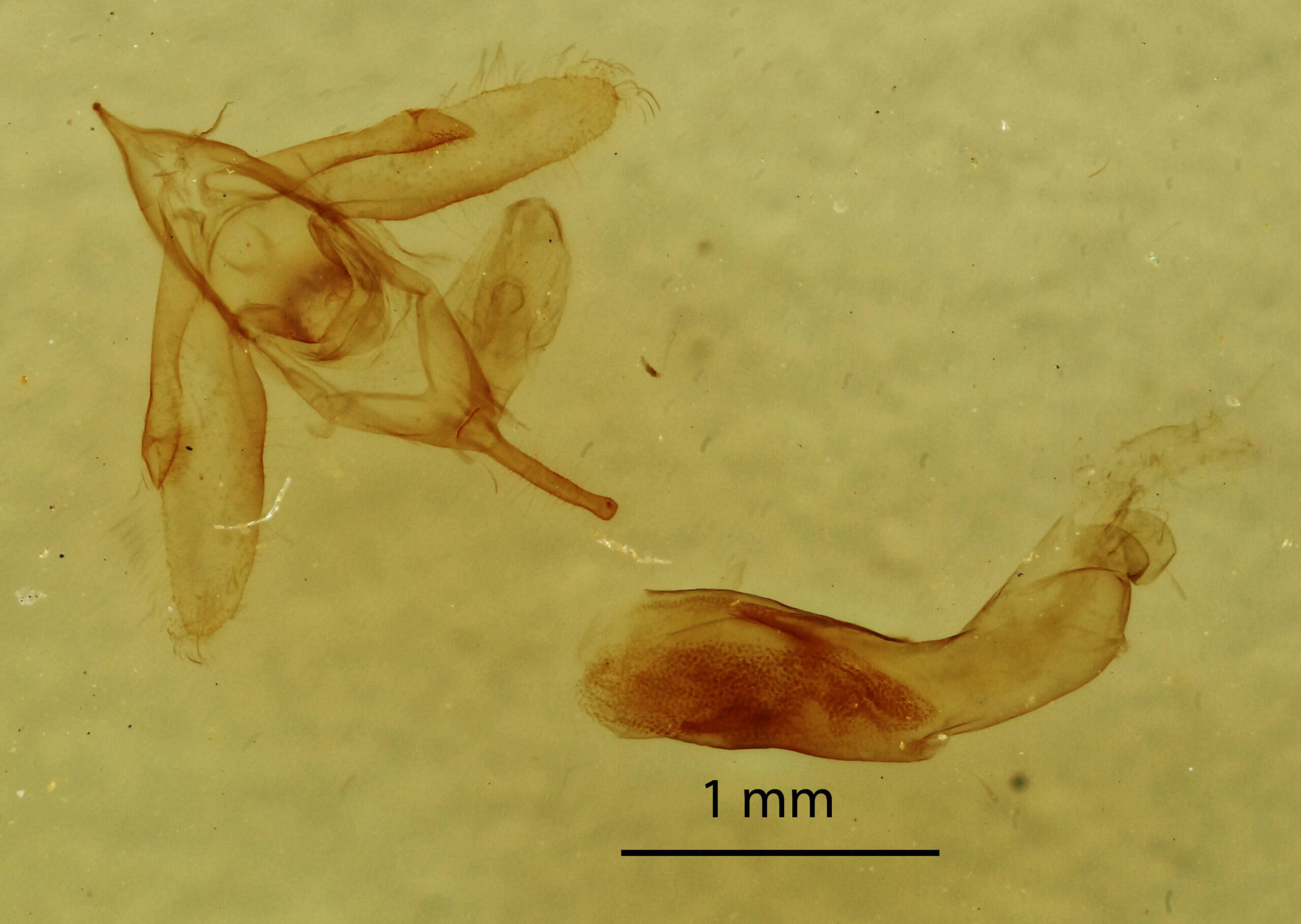 genitalia view of adult Idia rotundalis
