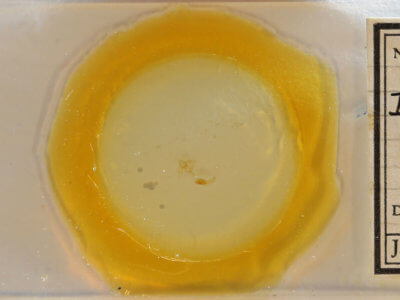 slide view of adult Idia rotundalis