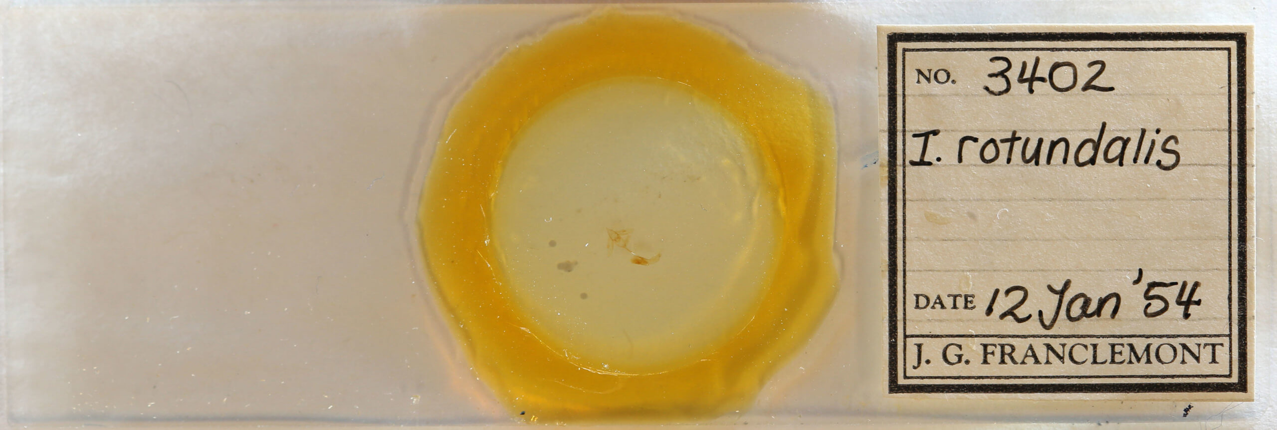 slide view of adult Idia rotundalis