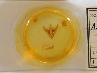 slide view of adult Abagrotis alternata