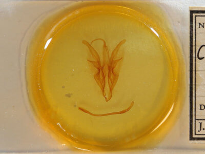 slide view of adult Catocala muliercula