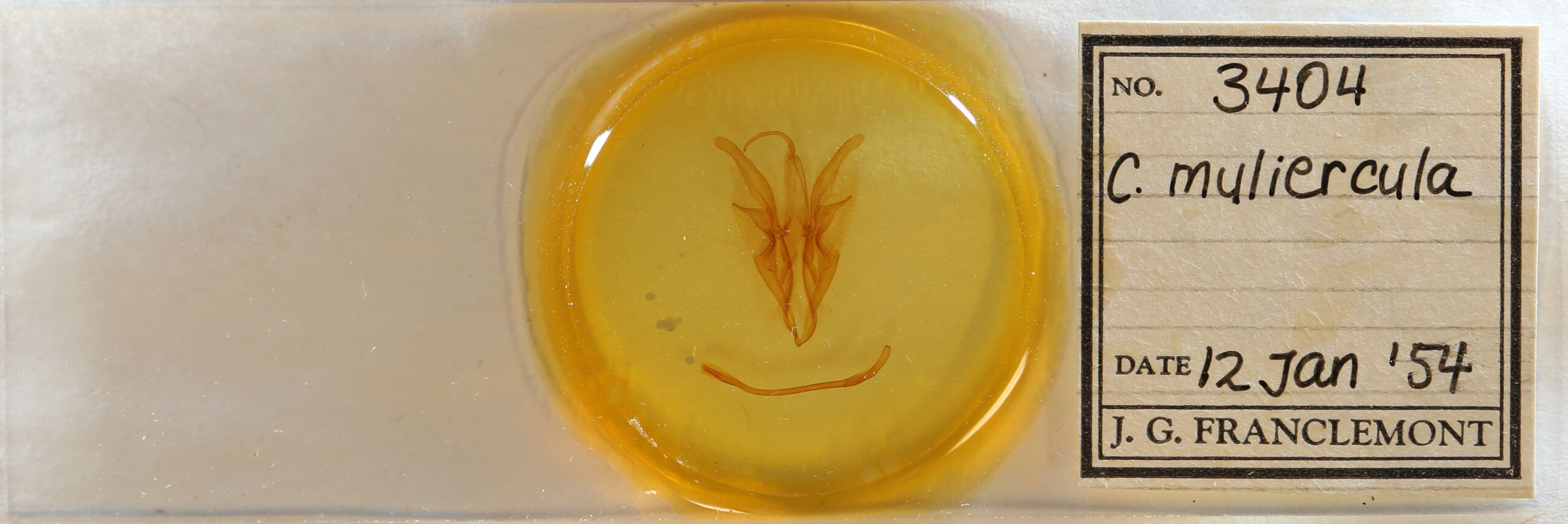 slide view of adult Catocala muliercula