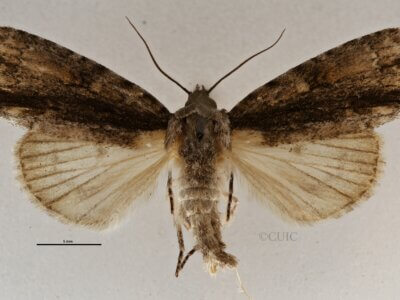 dorsal view of adult Acronicta connecta