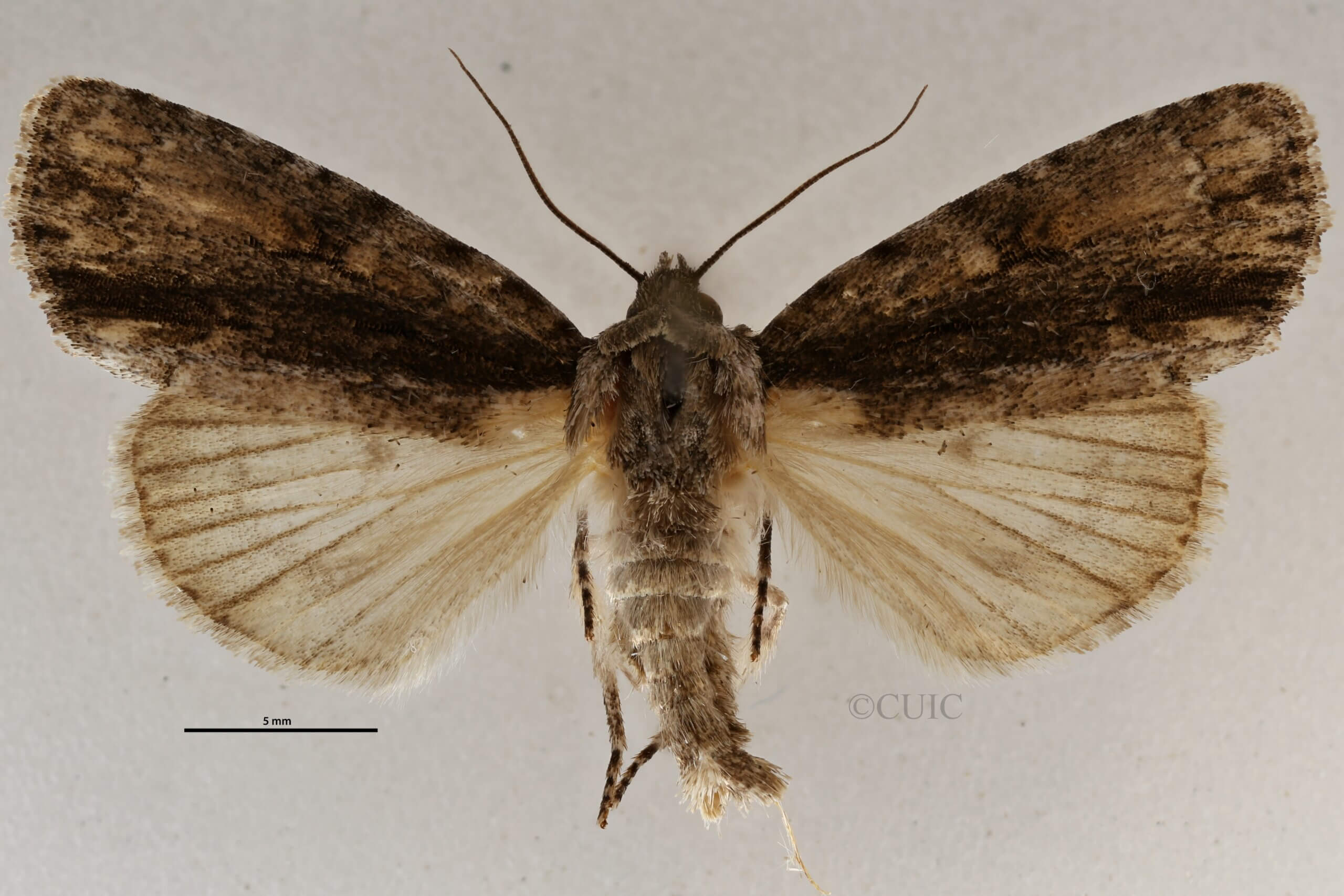 dorsal view of adult Acronicta connecta