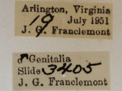 label view of adult Acronicta connecta