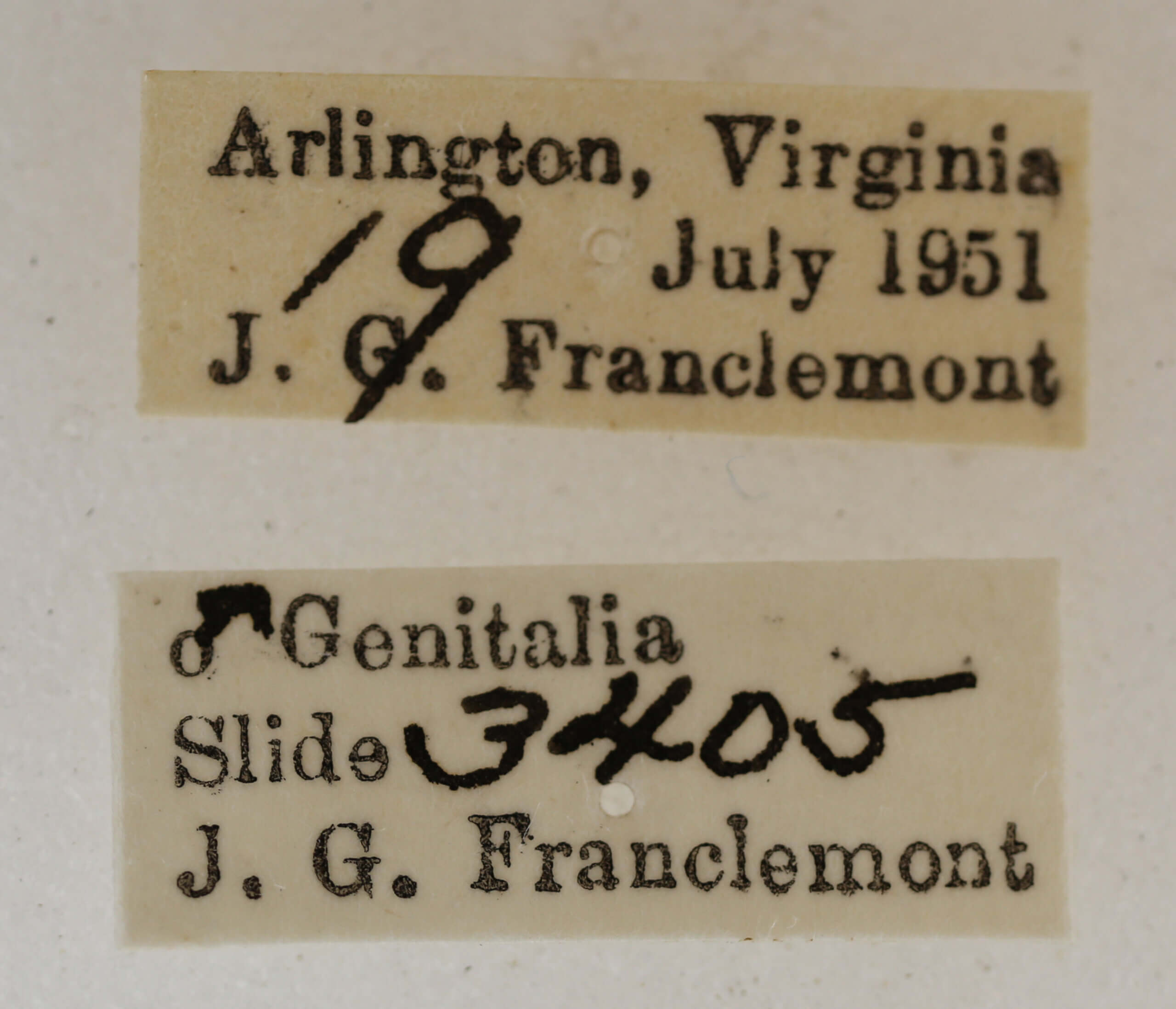 label view of adult Acronicta connecta