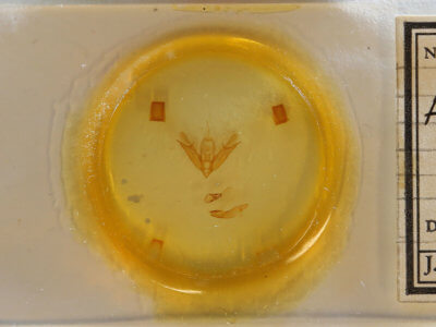 slide view of adult Acronicta connecta